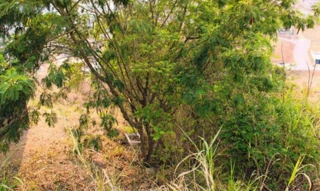 Imóvel 2699763 [''] - ['Rua 04, s/nº - Lote 12 - Quadra C - Loteamento Larez - Juruaia / MG'] [''] - ['Juruaia']/['MG'] - 1