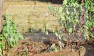 Imóvel 2526064 [''] - ['Rua Leonardo Marcolan, Lote nº 03, Quadra nº 32, Vila São Geraldo, São Manuel/SP., São Manuel - SP'] ['Paineiras'] - ['São Manuel']/['SP'] - 1