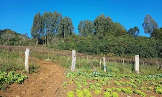 Imóvel 2939665 [''] - ['Linha Cara'] [''] - ['Caçador']/['SC'] - 1