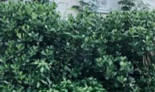 Imóvel 2683266 ['8787701541460'] - ['RUA JOSE BONIFACIO,N. 201 APTO. 301 BL 12, QD 77, LT 321-A, ROCHA SOBRINHO - CEP: 26572-100, MESQUITA - RIO DE JANEIRO'] ['Banco de Areia'] - ['Mesquita']/['RJ'] - 1