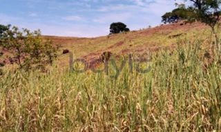 Imóvel 2972767 [''] - ['privilegiada no município de Santa Helena/PR, região de alta produtividade agrícola'] [''] - ['Santa Helena']/['PR'] - 1
