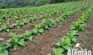 Imóvel 2660967 [''] - ['Linha Frei Clemente'] [''] - ['Barros Cassal']/['RS'] - 1