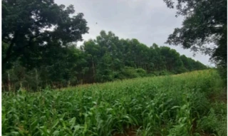 Imóvel 2699767 [''] - ['Estrada Municipal, s - Área de terras n° 01 - Distrito Alto da Serra - Chapecó / SC'] ['Alto da Serra'] - ['Chapecó']/['SC'] - 1