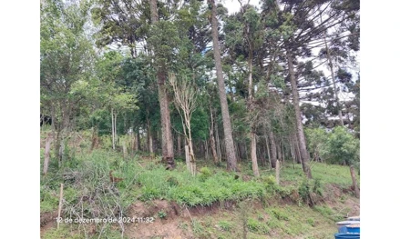 Imóvel rural em Bocaiúva do Sul, CAMPINA DOS TAVARES, CAMPINA DOS TAVARES, PR. Área: 24.3513m2 Imóvel rural em Bocaiúva do Sul, CAMPINA DOS TAVARES, CAMPINA DOS TAVARES, PR. Área: 24.3513m2