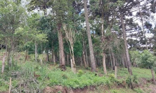 Imóvel 2550869 [''] - ['CAMPINA DOS TAVARES, imóvel denominado "CIPÓ CHUMBO", Município de Bocaiúva do Sul'] [''] - ['Bocaiúva Do Sul']/['PR'] - 1