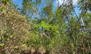 Imóvel 2663569 ['IDR186894'] - ['Rua Sem Denominação, S/N, Interior, Três Coroas, RS, 95660-000'] [''] - ['Três Coroas']/['RS'] - 1