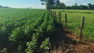 Imóvel 2931272 [''] - ['Estrada Itaporã Montese, Km 06, Zona Rural, Itaporã, MS'] ['Vila Pedra Bonita'] - ['Itaporã']/['MS'] - 1