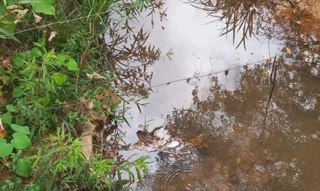 Imóvel 2600872 [''] - ['Capão Croá, Distrito de São José do Almeida, município de Jaboticatubas'] [''] - ['Jaboticatubas']/['MG'] - 1