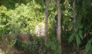 Imóvel 1701174 ['IDR178482'] - ['Rua Moisés, s/n, Lote 10, Loteamento Morada de Deus, Jardim Botanico, Brasilia, DF, 71680-613'] [''] - ['Brasília']/['DF'] - 1