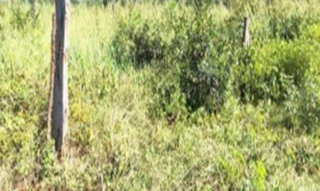 Imóvel 2716175 [''] - ['Fazenda Caraça, S/N, Zona Rural, Estreito, MA, 65975-000, , Estreito/MA'] [''] - ['Estreito']/['MA'] - 1