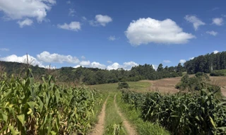 Imóvel 2689775 [''] - ['Bandeirinha'] [''] - ['Camaquã']/['RS'] - 1