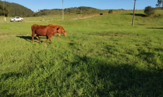 Imóvel 2615275 [''] - ['Localidade de Flor Azul, Fazenda Cachoeirinha, Anita Garibaldi – SC'] [''] - ['Anita Garibaldi']/['SC'] - 1