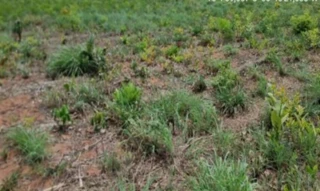 Imóvel 2690675 [''] - ['Condomínio Portal do Xaraés, 1 - Quadra 02 - Água Fria - Chapada dos Guimarães / MT'] [''] - ['Chapada dos Guimarães']/['MT'] - 1