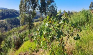 Imóvel 2694875 [''] - ['Rua Carlos Maggioni, S/N - Lote N°01, Quadra N°104 - Interior - Cordilheira Alta / SC'] [''] - ['Cordilheira Alta']/['SC'] - 1