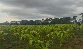 Imóvel 2696475 [''] - ['Ribeira'] [''] - ['Imbituva']/['PR'] - 1