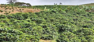 Imóvel 2695076 [''] - ['São Pedro de Rates, Guaçuí'] [''] - ['Guaçuí']/['ES'] - 1