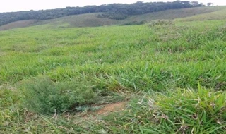 Imóvel 2970876 [''] - ['Designada pela letra “B”, situada no Distrito de Torreões, na Fazenda Boa Esperança, Gleba rural c/ 22,7480ha - Juiz de Fora/MG'] [''] - ['Juiz De Fora']/['MG'] - 1