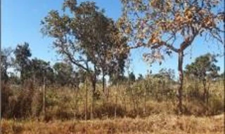 Imóvel 2575476 ['1444406385052'] - ['AVENIDA XIII,N. SN LT 12 QD 266, PARQUE ALVORADA II - CEP: 72837-280, LUZIANIA - GOIAS'] ['Parque Alvorada II'] - ['Luziânia']/['GO'] - 1