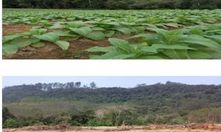 Imóvel 2599878 [''] - ['Estrada Geral, Ribeirão do Tigre - 10 km da sede do município de Vitor Meireles'] [''] - ['Vitor Meireles']/['SC'] - 1