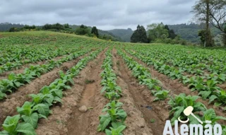 Imóvel 2660979 [''] - ['Linha Frei Clemente, Barros Cassal/RS'] [''] - ['Barros Cassal']/['RS'] - 1