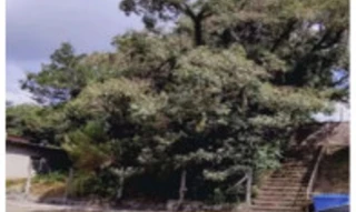 Imóvel 2922679 [''] - ['Rua Osvaldo Aranha, nº 2017, Bairro São Peregrino'] ['São Pelegrino'] - ['Veranópolis']/['RS'] - 1