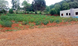 Imóvel 2596580 [''] - ['Nao informado Nao informado'] [''] - ['Ronda Alta']/['RS'] - 1