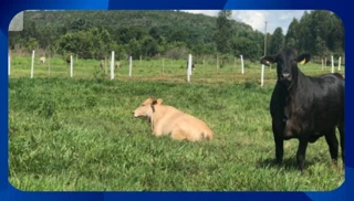 Imóvel 2617281 [''] - ['Avenida Augusto Correia de Melo, 100, Bairro Nova Catende'] [''] - ['Gravatá']/['PE'] - 1