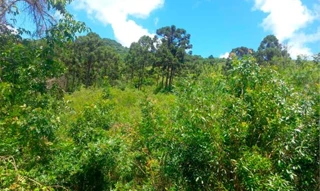 Imóvel 2586781 [''] - ['Nao informado Nao informado'] [''] - ['Campestre Da Serra']/['RS'] - 1