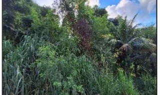 Imóvel 2604181 [''] - ['RUA DIVINO DE SAO LOURENCO, N. S/N, QD 05, LT 19'] ['Belvedere'] - ['Serra']/['ES'] - 1