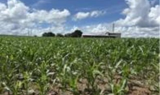 Imóvel 2987483 [''] - [''] [''] - ['Novo São Joaquim']/['MT'] - 1