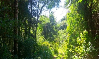 Imóvel 2586783 [''] - ['Nao informado Nao informado Linha 1o Seccao Rio Burati'] [''] - ['Bento Gonçalves']/['RS'] - 1