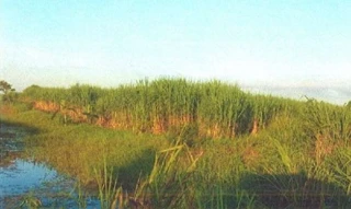 Imóvel 2567384 [''] - ['Área Rural, Área Rural de Campos dos Goytacazes, Campos dos Goytacazes, RJ'] ['Parque São Caetano'] - ['Campos Dos Goytacazes']/['RJ'] - 1