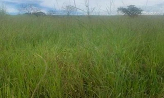 Imóvel 2602984 [''] - ['zona rural pertencente ao município de Vianópolis - Goiás'] [''] - ['Vianópolis']/['GO'] - 1