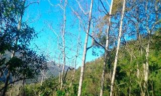 Imóvel 2586785 [''] - ['Nao informado Nao informado Turna Baixas do Distr. de Vila Oliveira'] ['Kayser'] - ['Caxias Do Sul']/['RS'] - 1