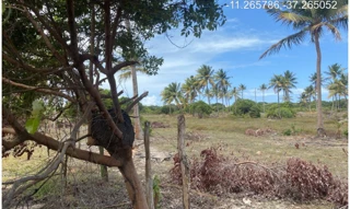Imóvel 2955485 [''] - ["Rodovia Camilo Calazans de Magalhães (Estrada do Abais), s/n - Quadra 68, Lote 05 - Loteamento Vila Rica do Abais - Itaporanga d'Ajuda / SE"] [''] - ["Itaporanga D'Ajuda"]/['SE'] - 1