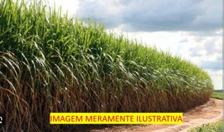 Imóvel 2585888 [''] - ['Zona rural do município de Sapé, encravado na Fazenda Nascença do Una'] [''] - ['Sapé']/['PB'] - 1