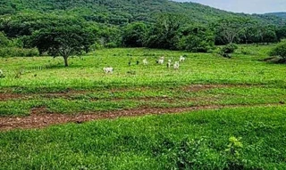 Imóvel 2736688 [''] - ['FAZENDA FUNDÃO- PRÓXIMO ÀS MARGENS DA REPRESA DE CAPIM BRANCO E A APROXIMADAMENTE 15 KM DE DISTÂNCIA DO ÁTRIO DO FÓRUM, PRÓXIMO À CAPELA DO FUNDÃO'] [''] - ['Araguari']/['MG'] - 1