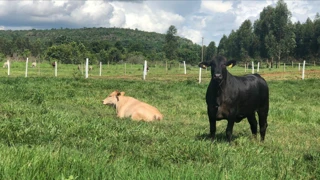 Imóvel 2301991 [''] - ['RUA TRÊS, CENTRO, SANTA FÉ DO SUL'] [''] - ['Santa Fé Do Sul']/['SP'] - 1