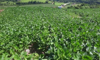 Imóvel 2640691 [''] - ['Parte do Lote Rural n.º 01, da Linha Onze (11), Secção Lambedor, no Município de Severiano de Almeida'] [''] - ['Severiano De Almeida']/['RS'] - 1