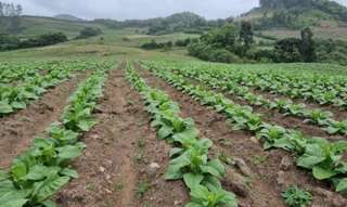 Imóvel 2527192 [''] - ['Parte do lote n.º 09, lugar denominado Linha Frei Clemente'] [''] - ['Barros Cassal']/['RS'] - 1