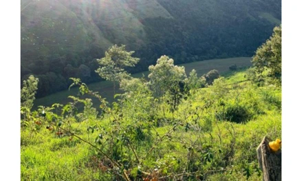 Imóvel rural em Anchieta, Linha Nova Seara, Linha Novo Seara, SC. Área: 242000m2 - imagem 0