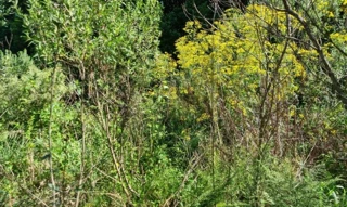 Imóvel 2527194 [''] - ['Bairro Expedicionário, junto ao Loteamento Parque Vera Cruz'] ['Expedicionário'] - ['Soledade']/['RS'] - 1