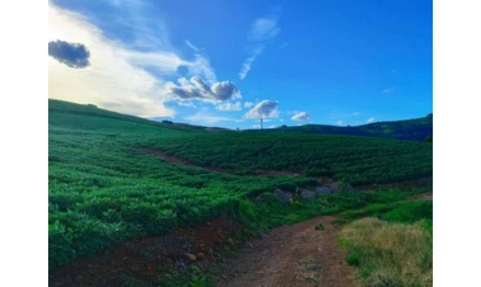 Imóvel rural em Anchieta, Linha Novo Seara, Linha Novo Seara, SC. Área: 184900m2