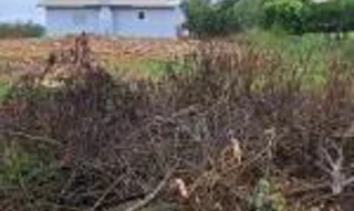 Imóvel 2278594 [''] - ['Itapuca'] [''] - ['Itapuca']/['RS'] - 1