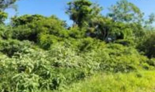 Imóvel 2855095 [''] - ['Rodovia RST-389 (Rod. Estrada do Mar ou Rod. Nelson Gonçalves), KM 31, B. Guará'] [''] - ['Xangri-Lá']/['RS'] - 1