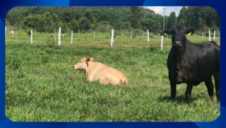 Imóvel 2617296 [''] - [', SN - Centro'] [''] - ['Araripina']/['PE'] - 1