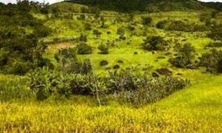 Imóvel 2669897 [''] - ['Fazenda Água Limpa do Pontão, Itamuri, Muriaé'] [''] - ['Muriaé']/['MG'] - 1