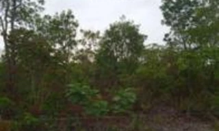 Imóvel 2946598 [''] - ['Fazenda Rio Botito V, com 253 hectares, área que foi desmembrada da Fazenda Umburana, situado em Sâo Desidério/BA, confrontando com o Rio Guara.'] [''] - ['São Desidério']/['BA'] - 1