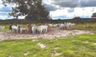 Imóvel 2645498 [''] - ['Gleba Maior II, Lote 43'] [''] - ['Darcinópolis']/['TO'] - 1