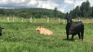 Imóvel 1701599 [''] - ['A. Rural, 10800 Area Rural De Manaus'] [''] - ['Manaus']/['AM'] - 1